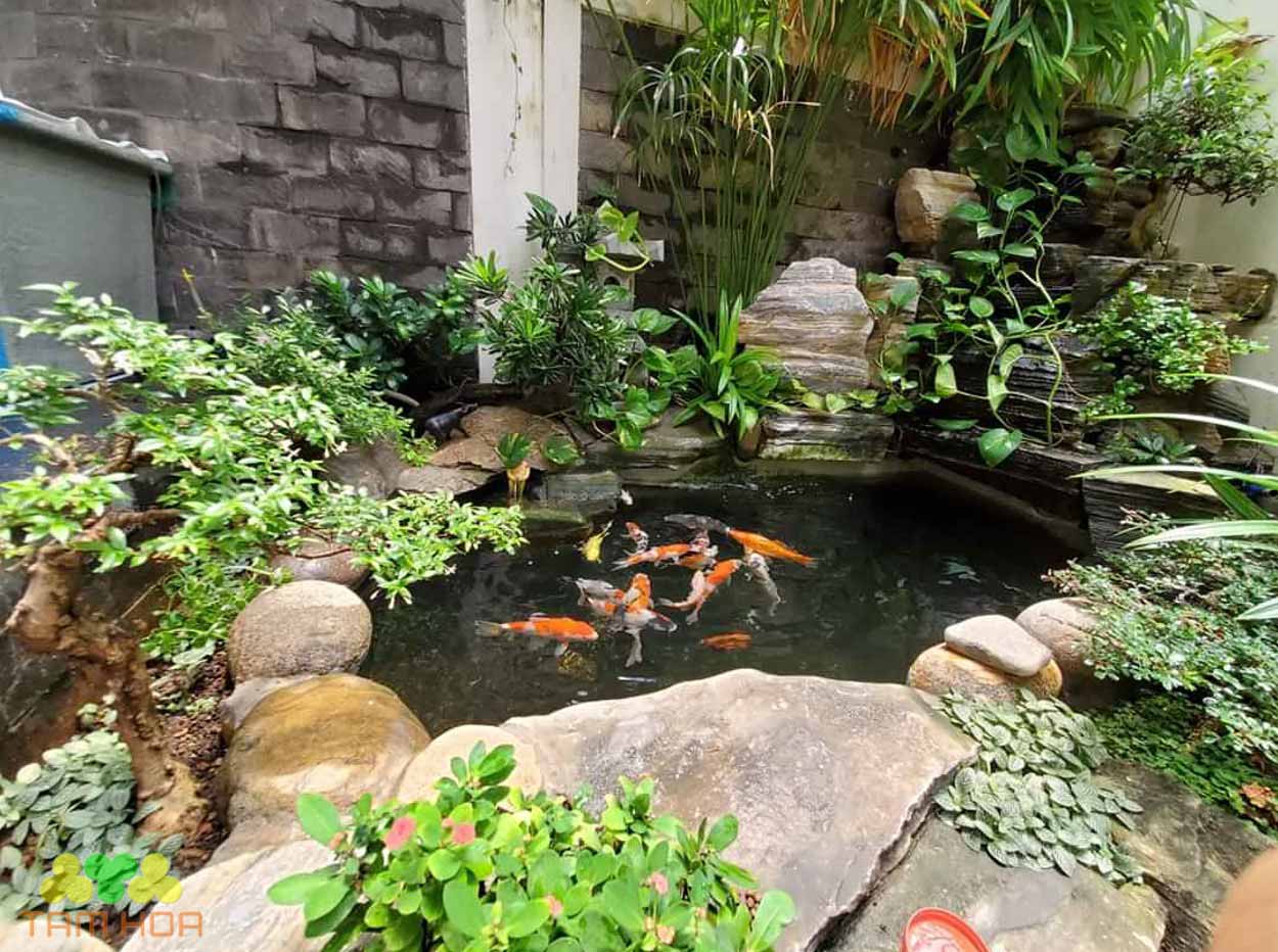 Hồ cái Koi Mini chi phí đầu tư rẻ hơn rất nhiều so với hồ cá thông thường