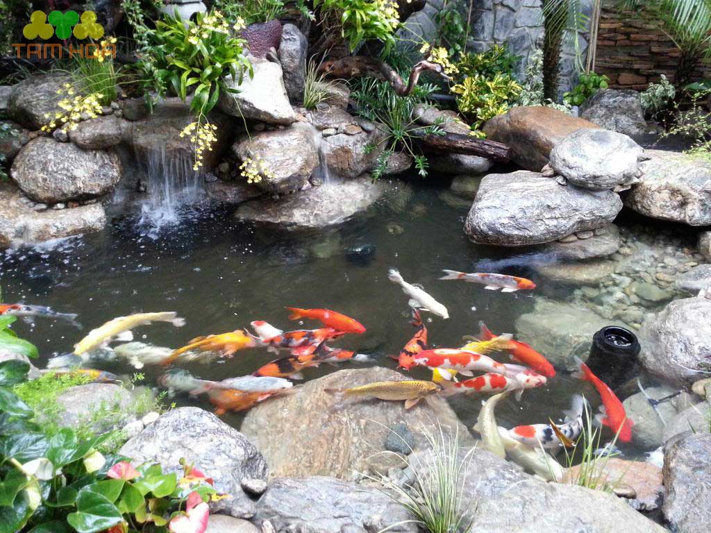 Hồ cái Koi Mini cần phải hài hòa giữa không gian và diện tích công trình