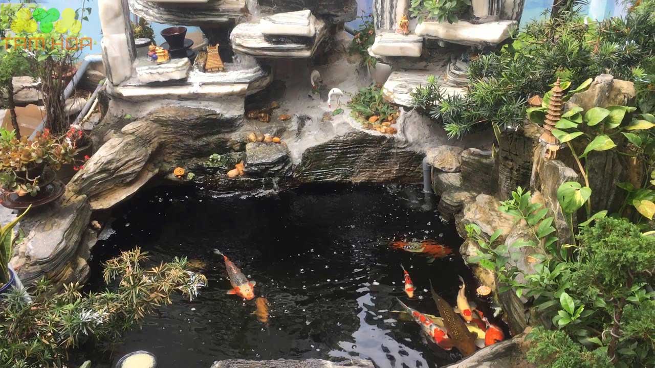 Hồ cái Koi Mini thông dụng nhất tại Việt Nam