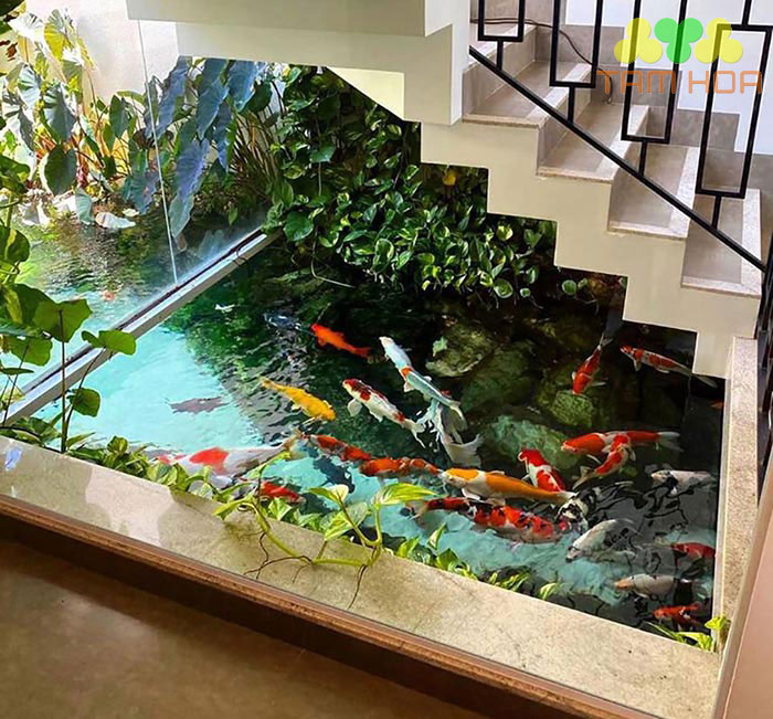 Hồ cá Koi trong nhà tạo cảm giác mát mẻ
