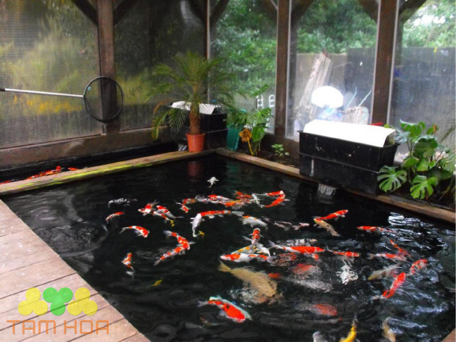 Hồ cá Koi trong nhà giúp gia chủ thư giãn, nghỉ ngơi