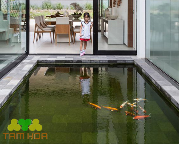 Mẫu hồ cá Koi trong nhà kích thước nhỏ