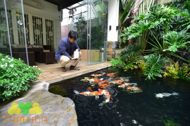 Thiết kế hồ cá Koi đảm bảo yếu tố thẩm mỹ và kỹ thuật