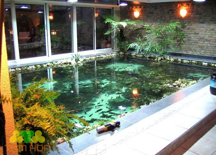 Hồ cá Koi trong nhà không lo mưa nắng