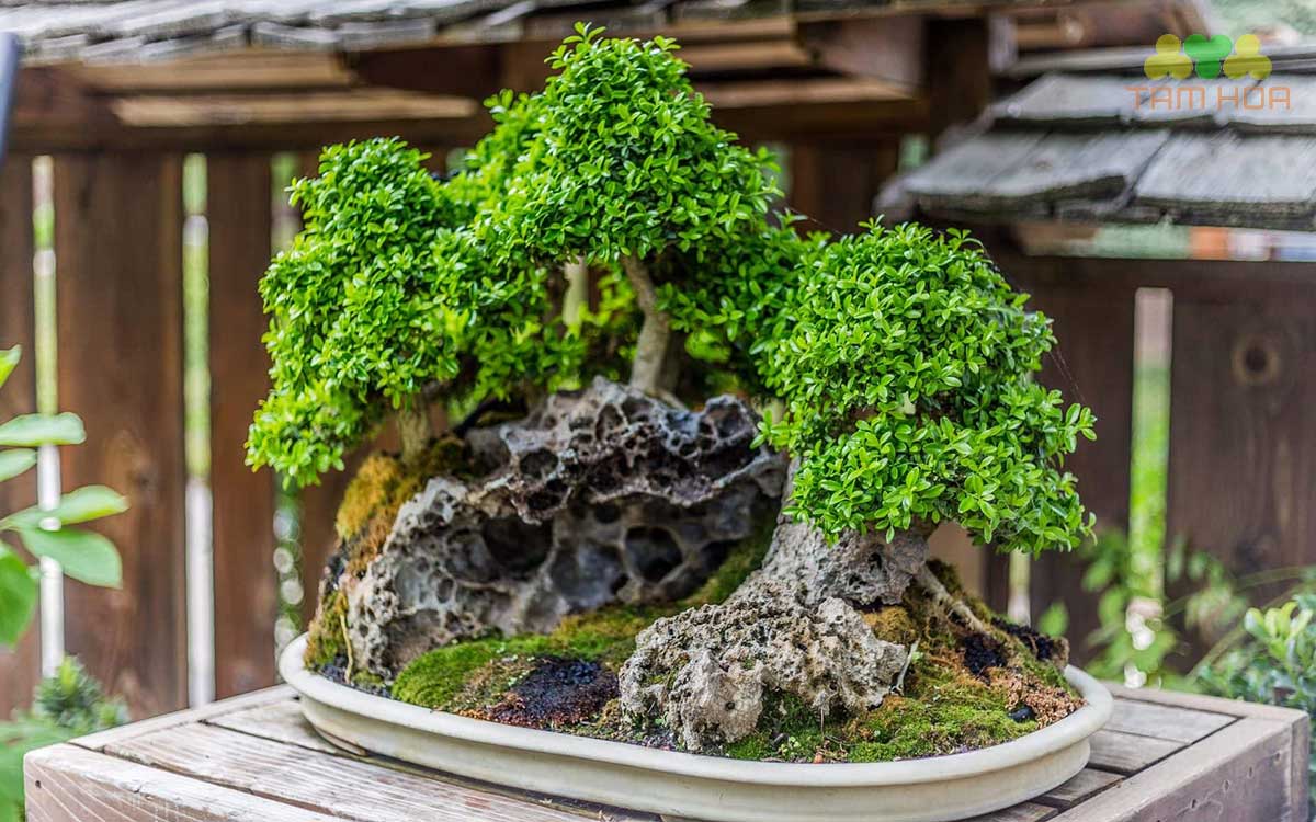Lựa chọn hướng đặt hòn non bộ mini