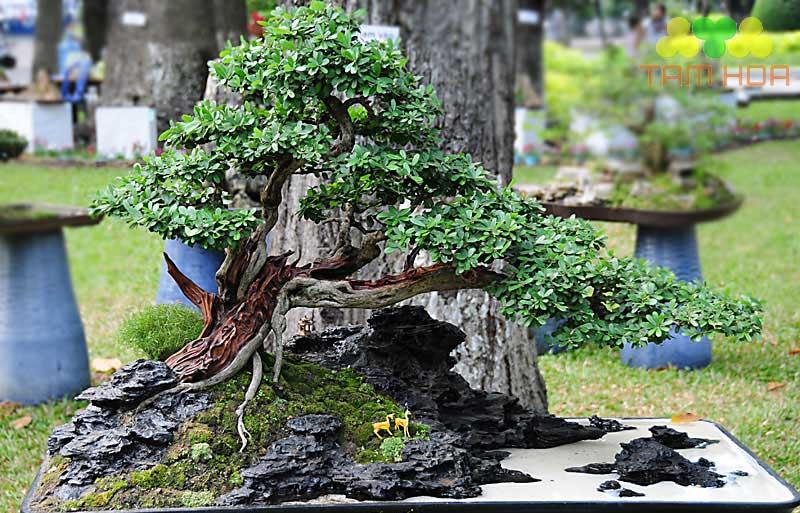 Hòn non bộ mini thế đẹp