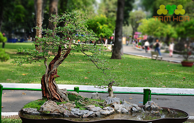 hòn non bộ mini thế chuẩn