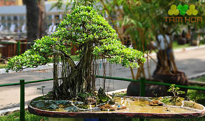Hòn non bộ mini cây cổ thụ