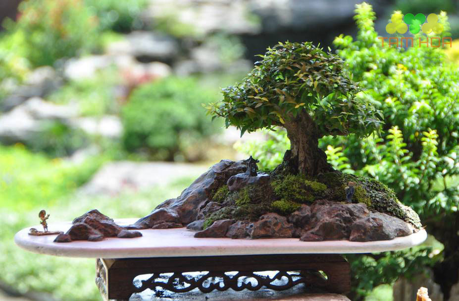 Hòn non bộ mini đề bàn trà