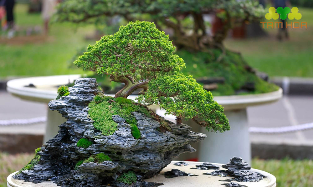 Hòn non bộ mini thế cây đẹp nhất