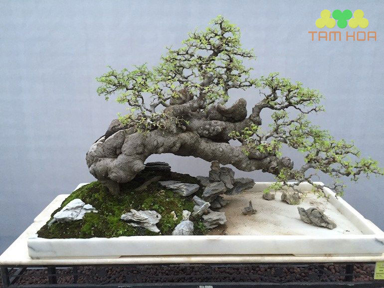 Hòn non bộ đơn giản cùng cây xanh