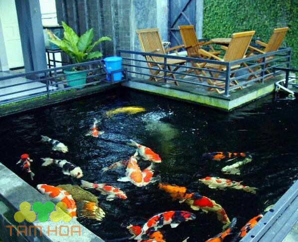 Tiểu cảnh hồ cá Koi nơi thư giãn cả gia đình