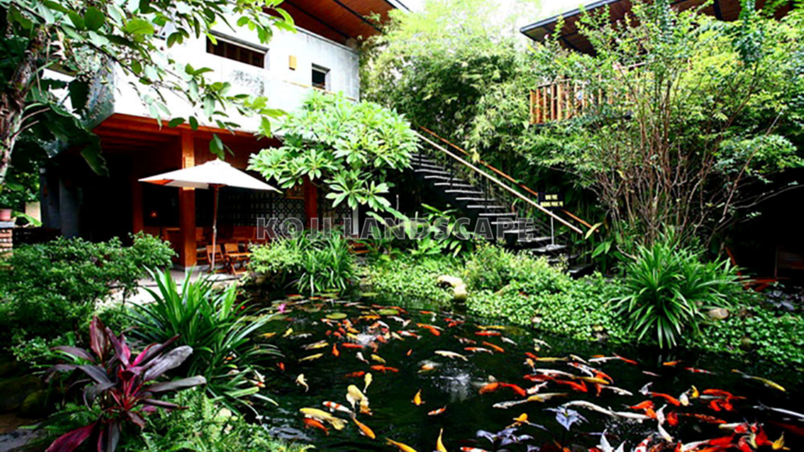 hồ koi
