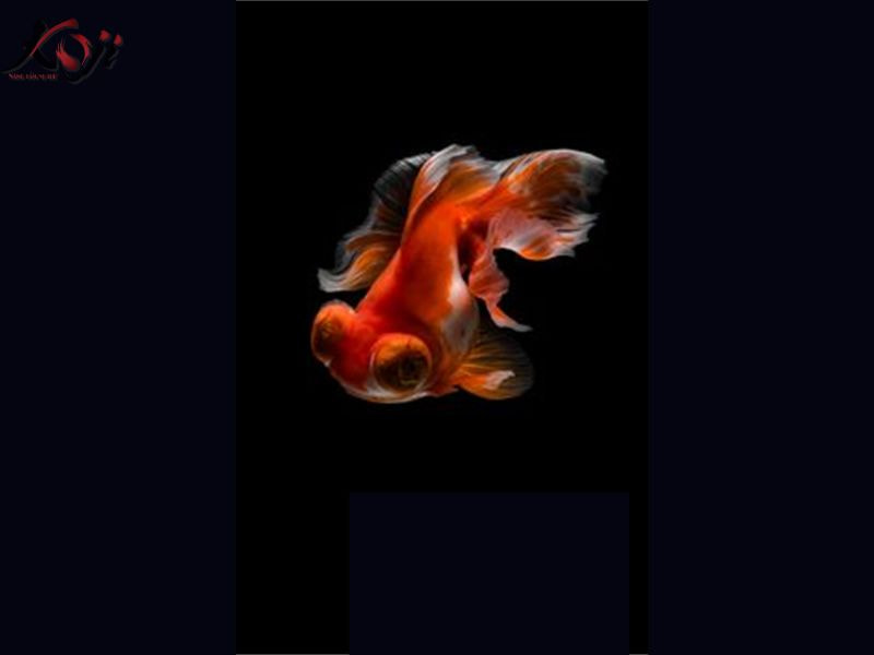 bệnh lòi mắt cá Koi