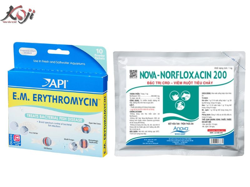 bệnh lòi mắt cá Koi