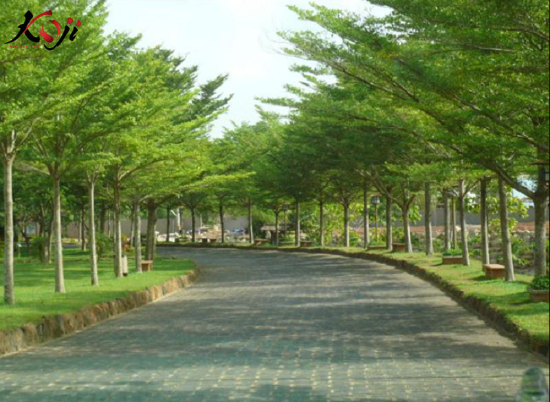 Cây bàng Đài Loan