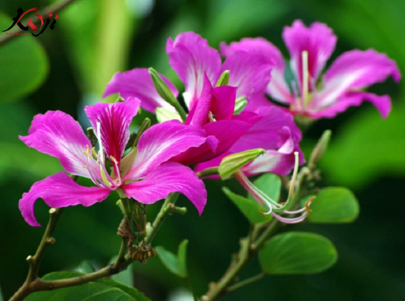 Cây ban hoàng hậu