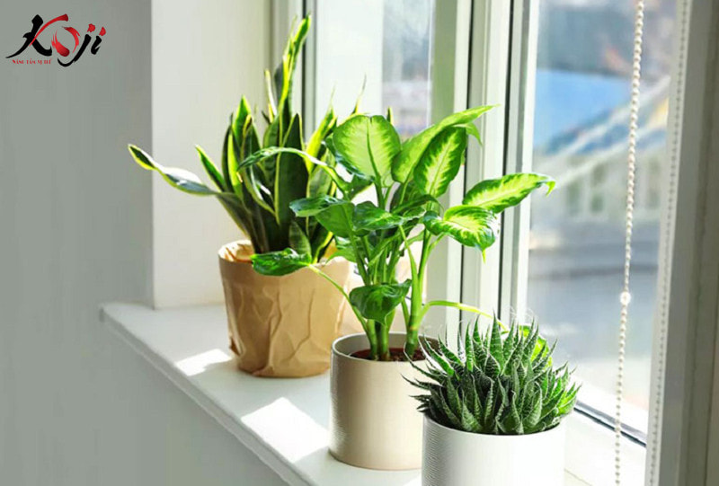 Lợi ích về sức khỏe