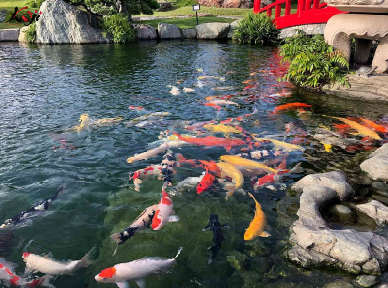 chon-giong-ca-koi-nhat-ban