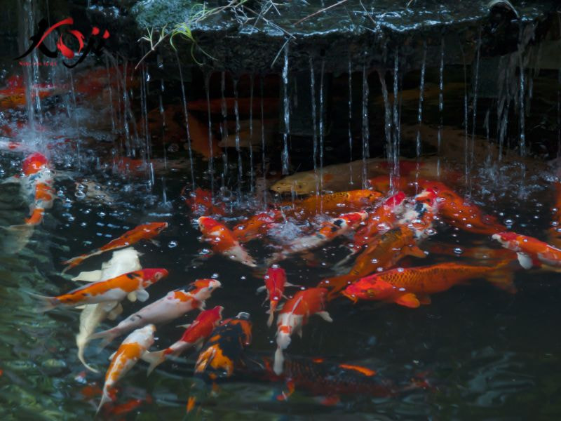 Hồ cá koi tự nhiên