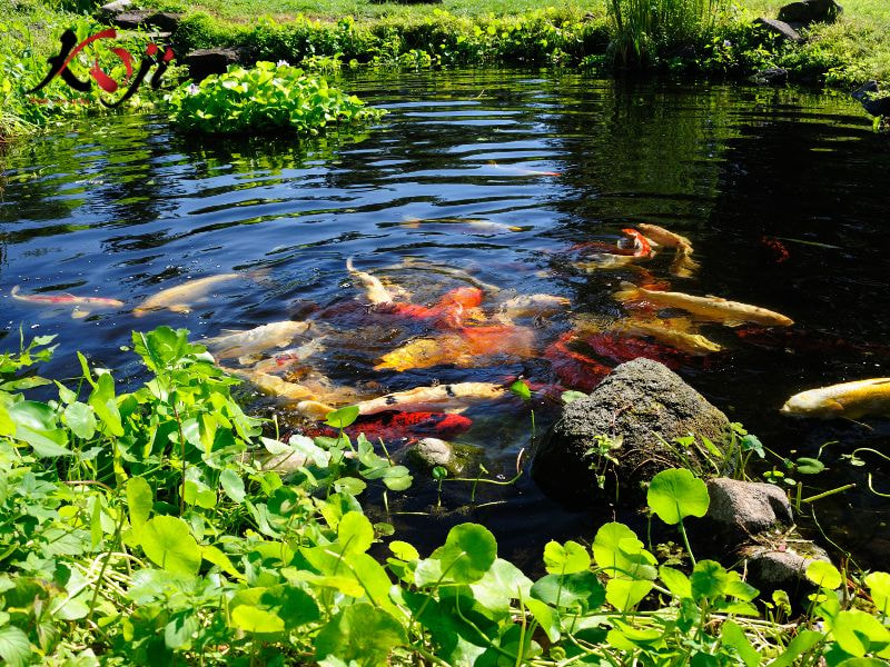 Phong cách hiện đại với hồ cá koi được bao quanh bằng bê tông