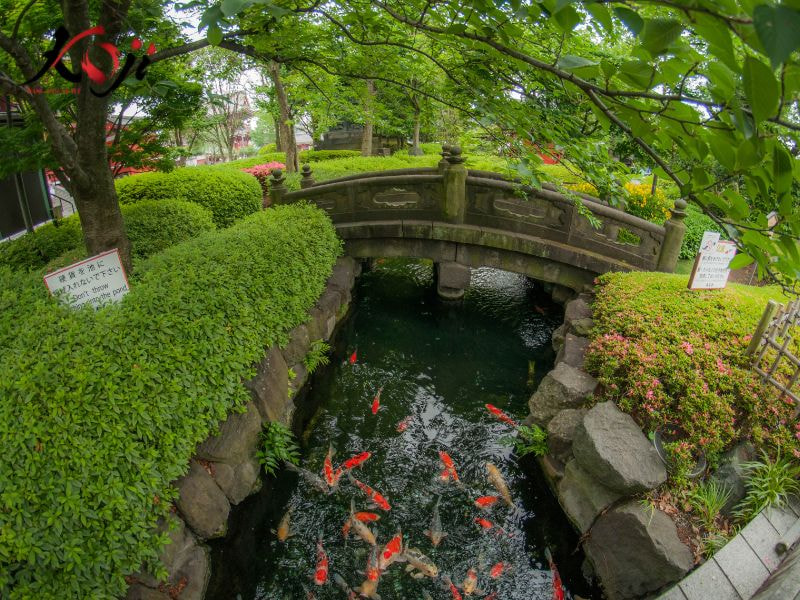 Bao quanh hồ cá koi tự nhiên không cần quá trau chuốt