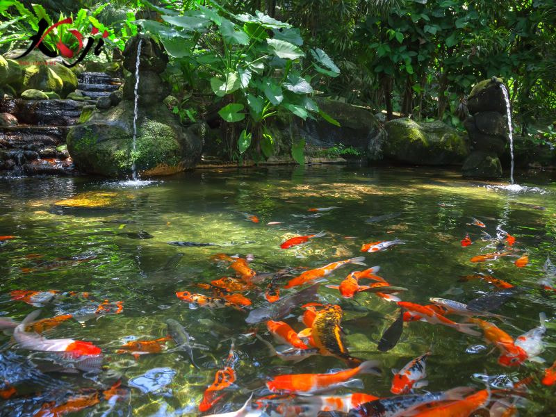 Hồ cá koi tự nhiên
