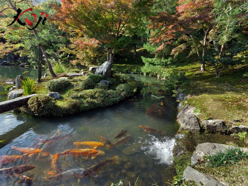 thiết kế hồ cá koi bao quanh nhà