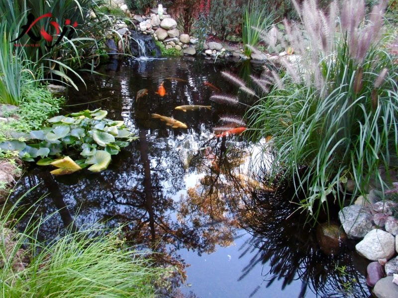 Hồ cá koi tự nhiên là sự lựa chọn tuyệt vời