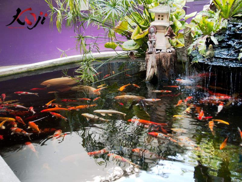 Hồ cá koi tự nhiên