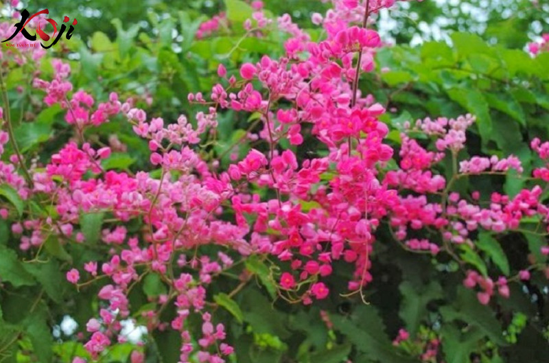 hoa tigon