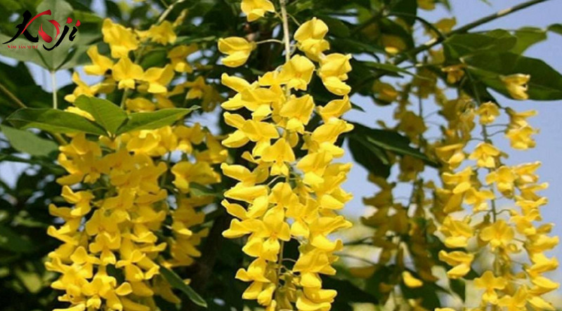 hoa lan hoang duong