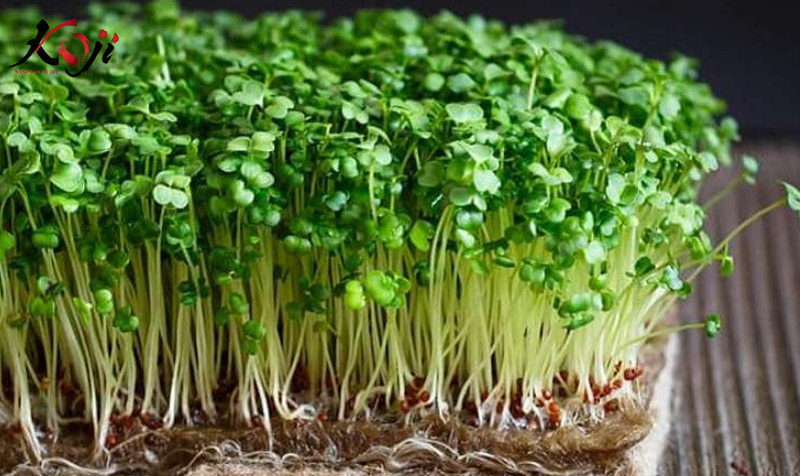 Rau mầm là một loại rau giàu dinh dưỡng