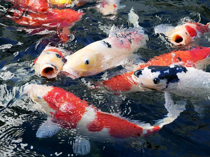 Cá Koi bị phình bụng