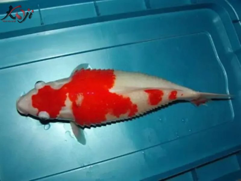 Cá Koi bị phình bụng