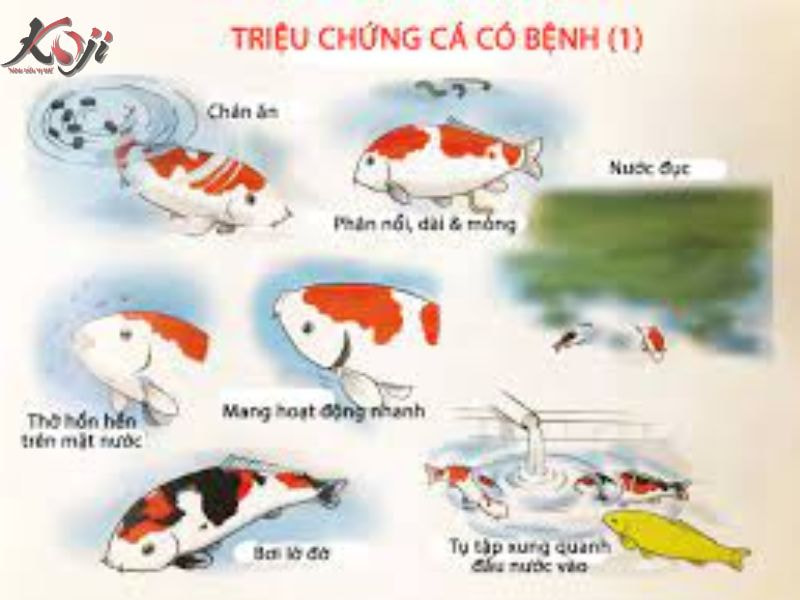 Cá Koi bị phình bụng