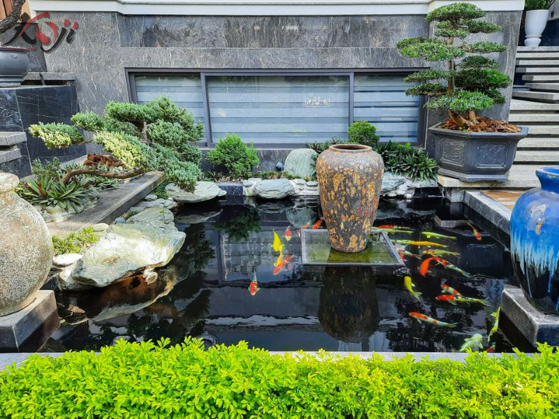 Cá Koi bị xù vảy