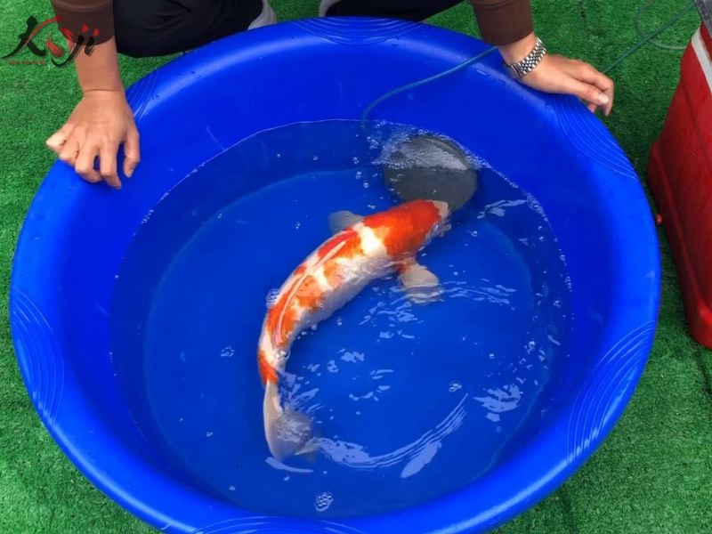 Cá Koi bị xù vảy