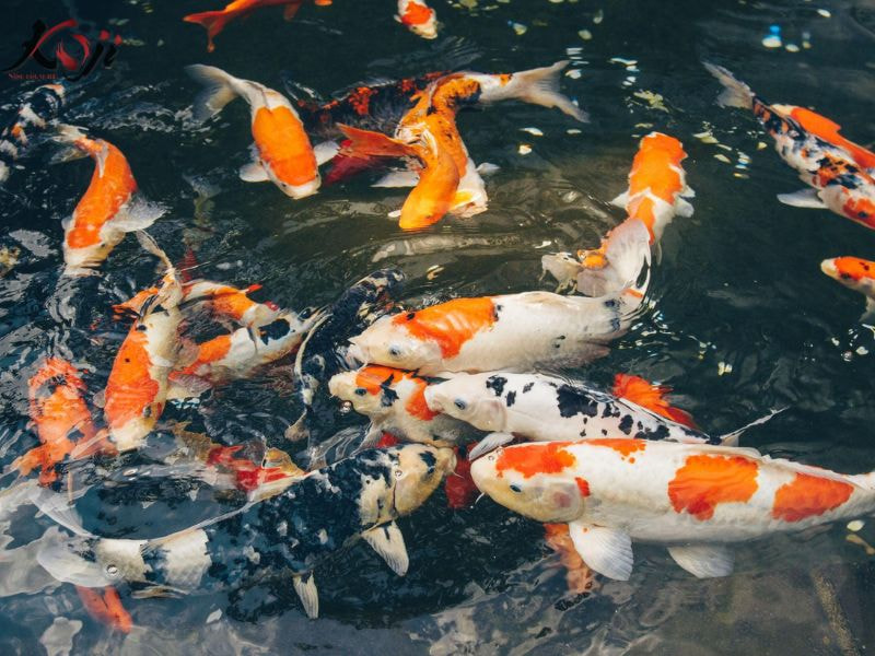Cá Koi bị xù vảy