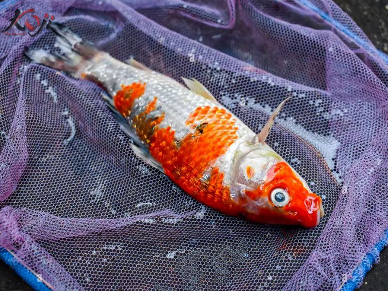 Cá Koi bị xù vảy