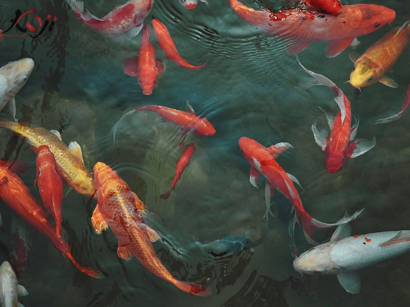Cá Koi bơi ngửa