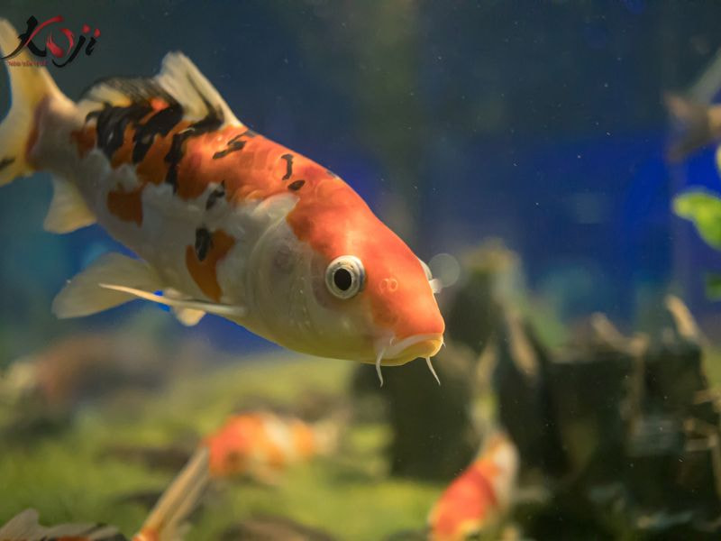 Cá Koi bơi ngửa