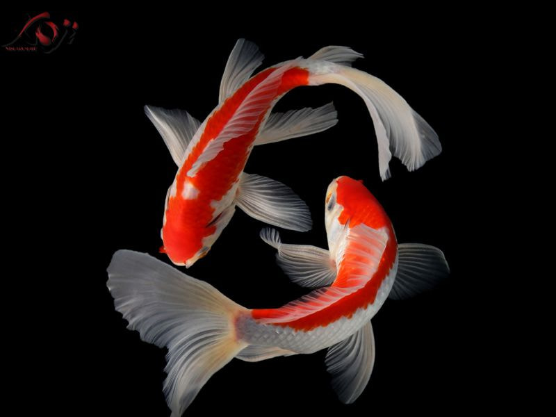 Cá Koi bướm