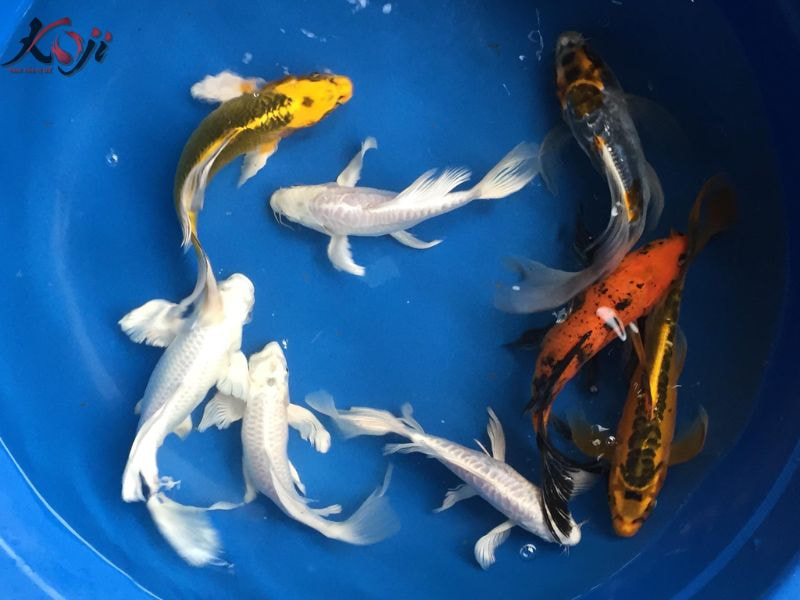 Cá Koi bướm