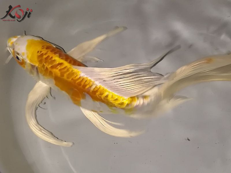 Cá Koi bướm