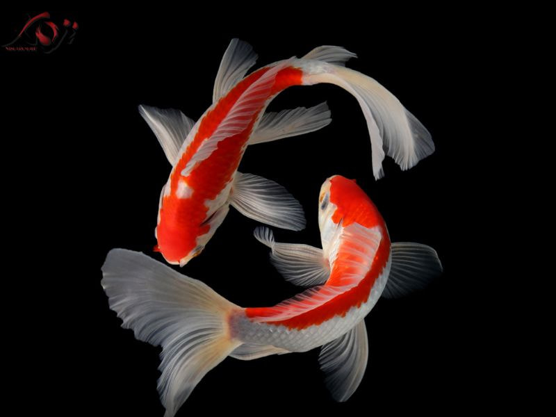 Cá Koi nuôi cùng cá khác