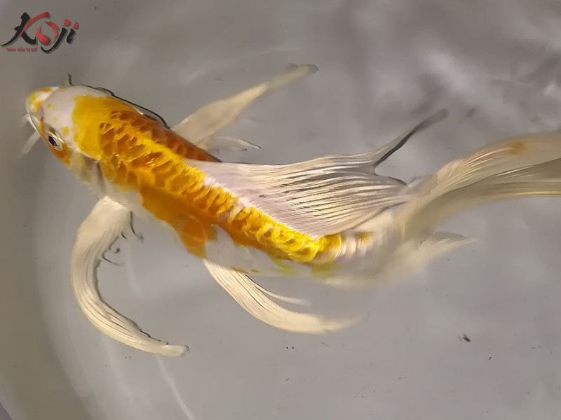 Cá Koi nuôi cùng cá khác