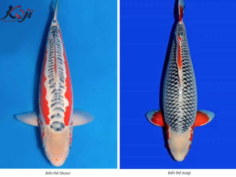 Cá Koi nuôi cùng cá khác