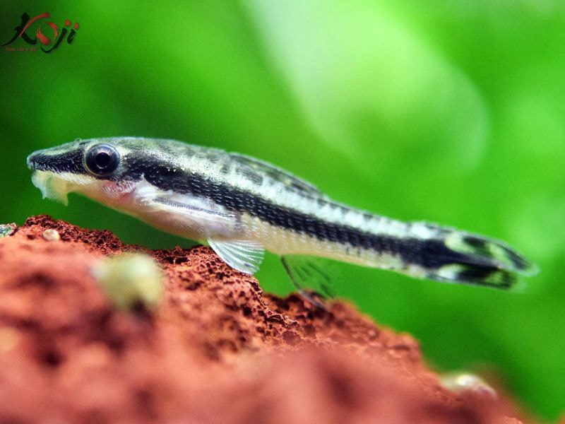 Cá Koi nuôi cùng cá khác