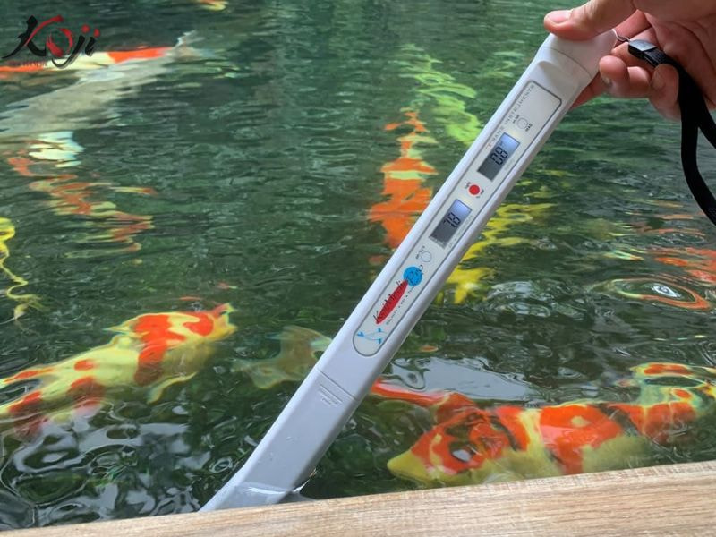 Cá Koi nuôi cùng cá khác